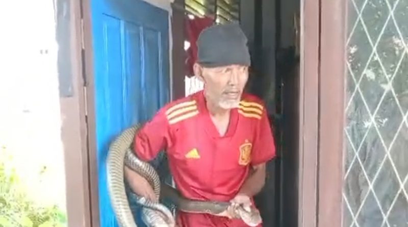 Pendi Ular, Tangkap King Kobra Berat 10 Kilo.