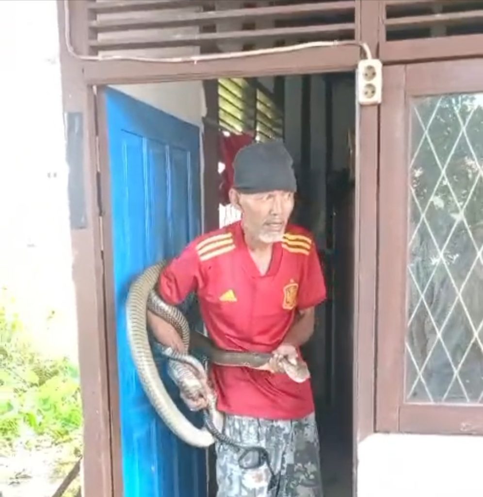 Pendi Ular, Tangkap King Kobra Berat 10 Kilo.